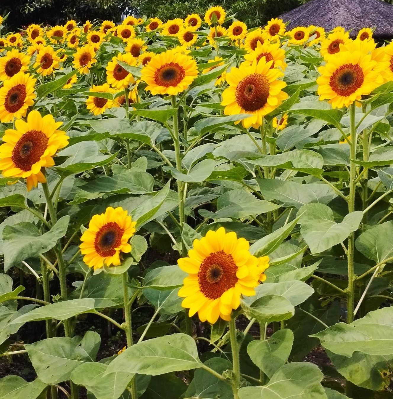 Paitan%20Flower%20Farm