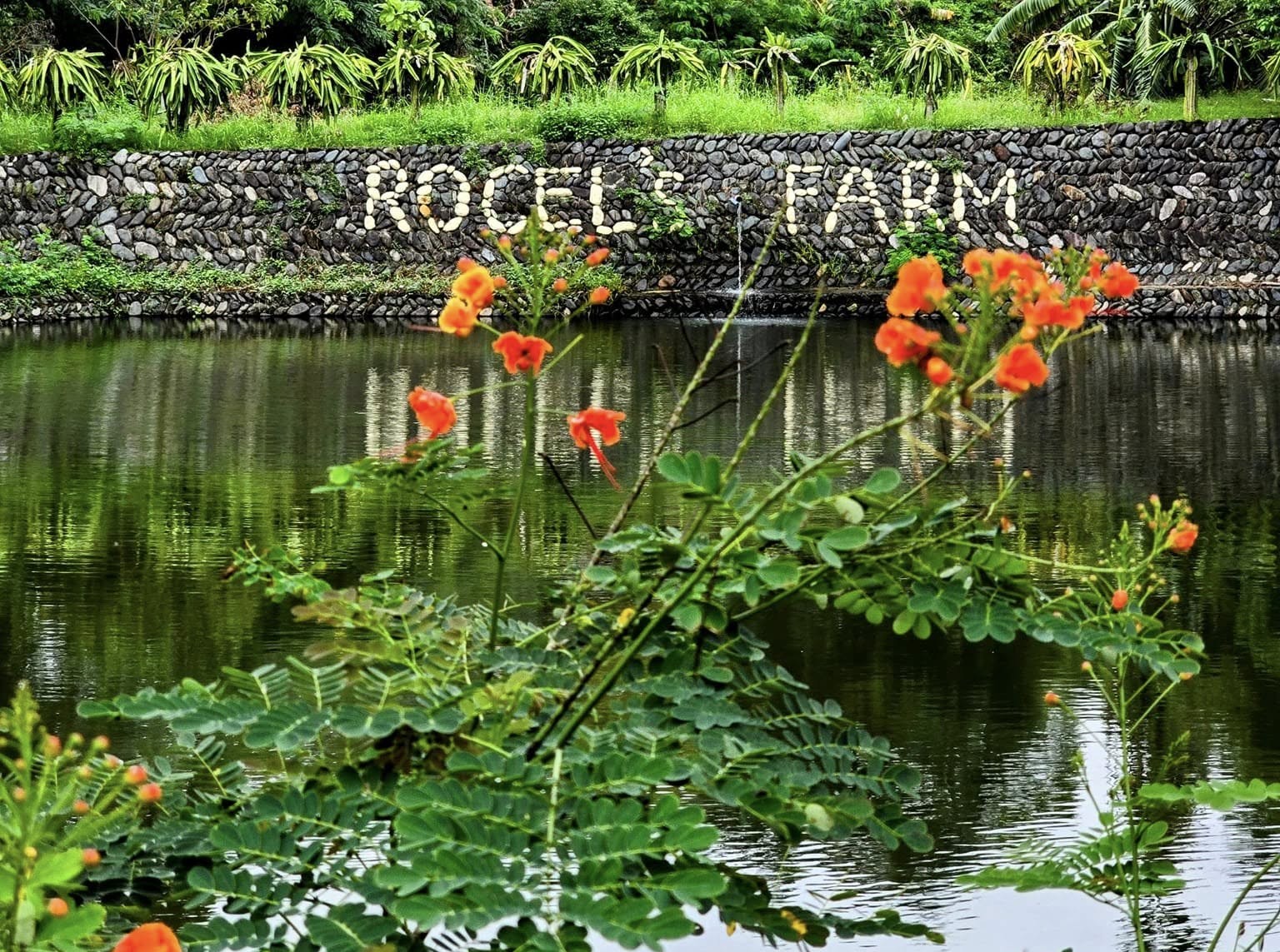 ROCELS Copy